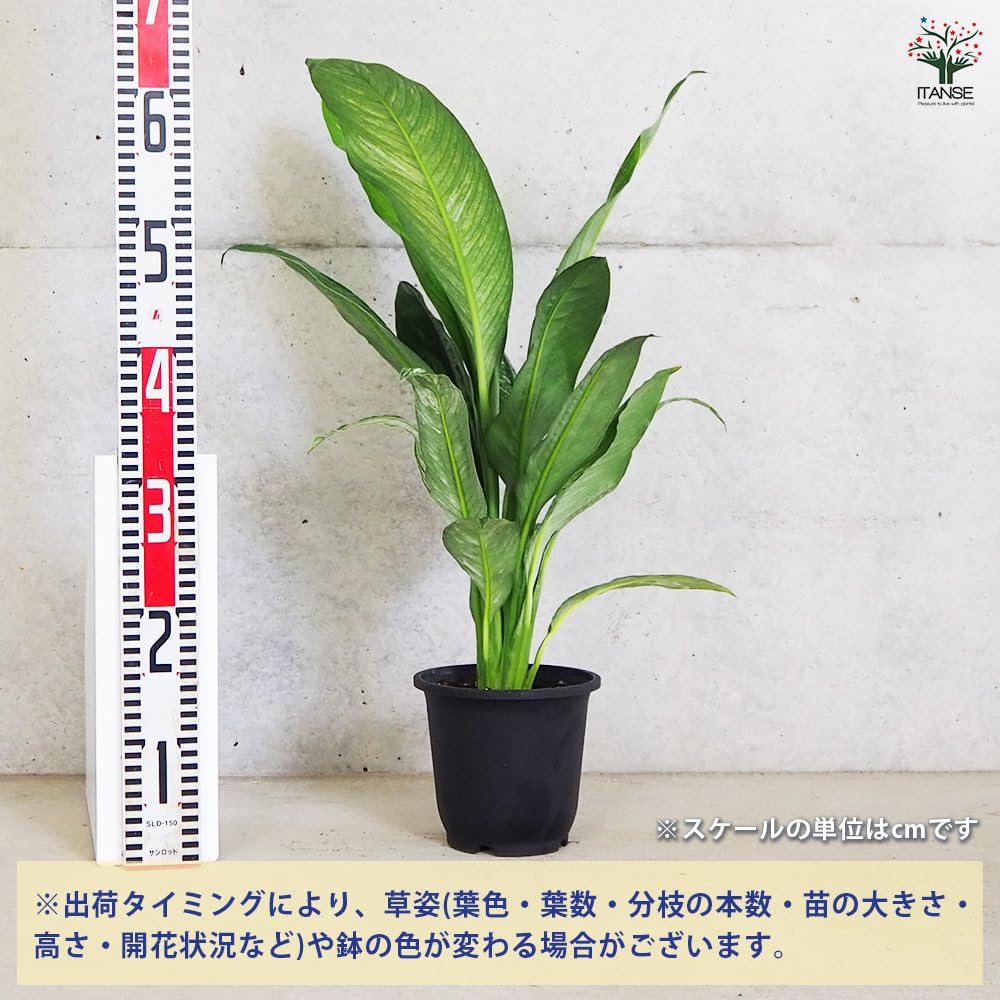 スパディフイラムセンセーション 大品 特別SALE 【公式通販】 スパディフイラムセンセーション 大品 特別SALE 【公式通販】